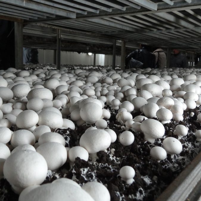 Вирощування грибів - утеплення ППУ